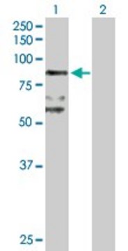 Anti-BBS7 antibody produced in rabbit