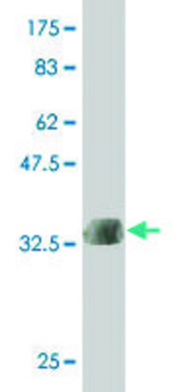 ANTI-LMTK3 antibody produced in mouse