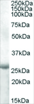Anti-APOBEC2 (AA 180-190) antibody produced