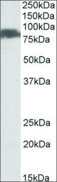 Anti-SLC26A6 antibody produced in goat