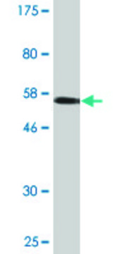 Monoclonal Anti-IER2 antibody produced in