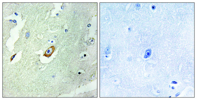 Anti-CDC16 antibody produced in rabbit