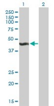 Anti-ALG2 antibody produced in mouse