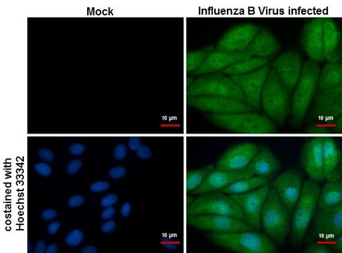 Monoclonal Anti-Influenza B Virus NP
