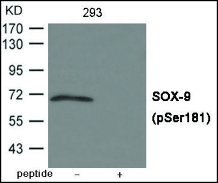 Anti-phospho-SOX-9 (pSer¹?¹) antibody produced in