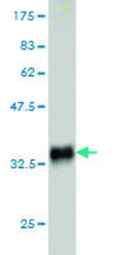 Monoclonal Anti-SLURP1 antibody produced in