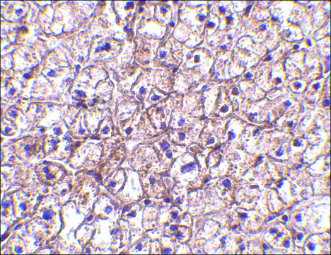 Anti-IFN-? antibody produced in rabbit
