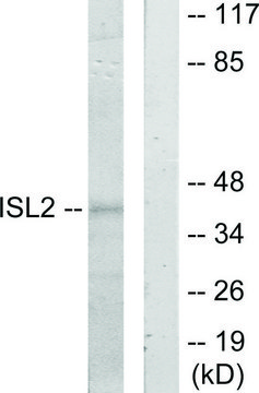 Anti-ISL2 antibody produced in rabbit