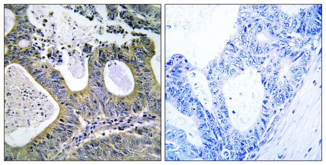 Anti-STEA2 antibody produced in rabbit