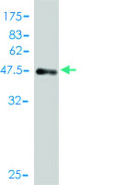 Monoclonal Anti-D4S234E antibody produced in