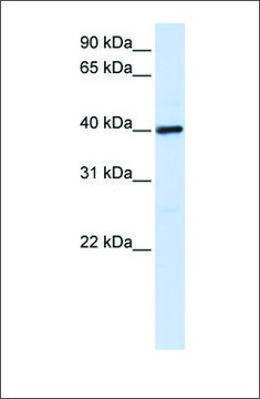 Anti-MOSC1 antibody produced in rabbit