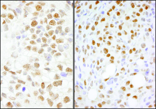 Rabbit anti-NONO Antibody, Affinity Purified