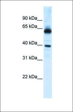 Anti-KPNA1 (ab1) antibody produced in