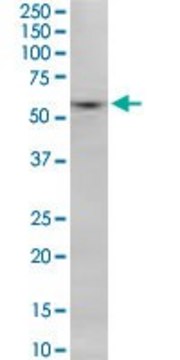Monoclonal Anti-SNX8 antibody produced in