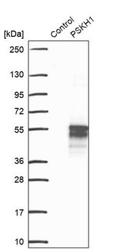 Anti-PSKH1 antibody produced in rabbit