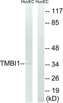 Anti-TMBIM1 antibody produced in rabbit