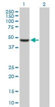 Anti-TFAP2D antibody produced in mouse