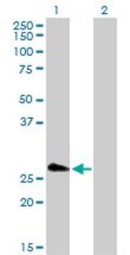 Anti-FHL5 antibody produced in rabbit