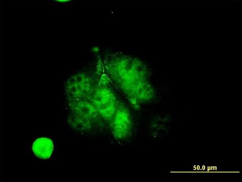 ANTI-MEF2A antibody produced in mouse
