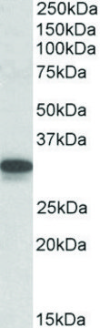Anti-Cyb5r3 (C-terminal) antibody produced in
