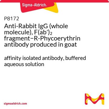 Anti-Rabbit IgG (whole molecule), F(ab?)?