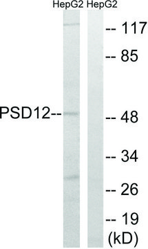 Anti-PSMD12 antibody produced in rabbit