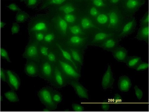 Monoclonal Anti-STK4 antibody produced in