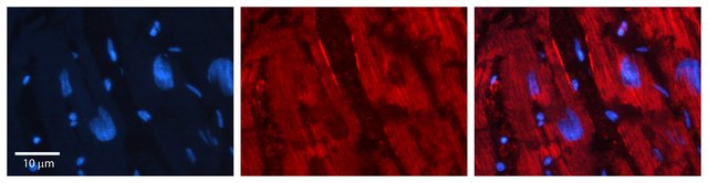 Anti-NEDD9 antibody produced in rabbit