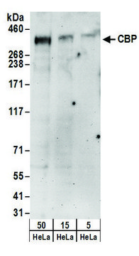 Rabbit anti-CBP Antibody, Affinity Purified