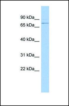 Anti-PEX5, (N-terminal) antibody produced in