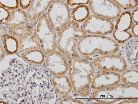 Monoclonal Anti-COX6B1 antibody produced in