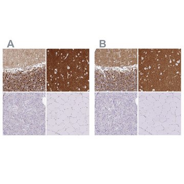 Anti-SIRPA antibody produced in rabbit
