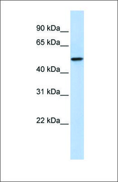 Anti-PDZK1 antibody produced in rabbit