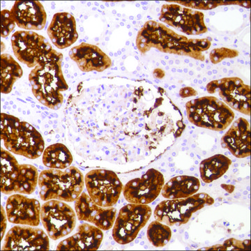 Anti-CD13 antibody, Rabbit monoclonal