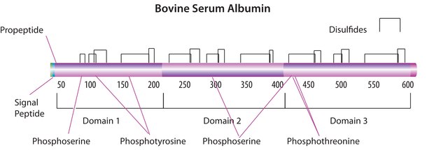 Bovine Serum Albumin solution