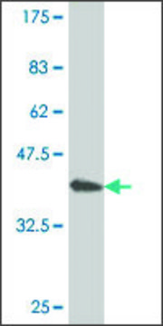 ANTI-TIE1 antibody produced in mouse