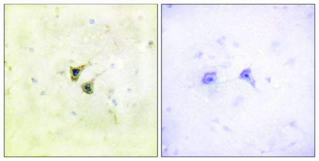 Anti-PBK antibody produced in rabbit