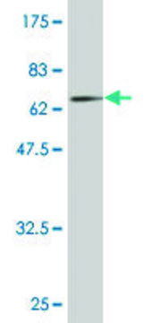 Monoclonal Anti-PNMA2 antibody produced in