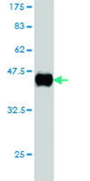 Monoclonal Anti-CD99 antibody produced in