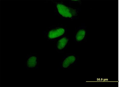 Anti-RFC2 antibody produced in mouse