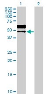 Anti-LGMN antibody produced in rabbit