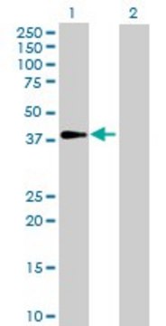 Anti-GALM antibody produced in mouse