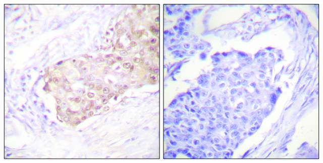 Anti-EDD antibody produced in rabbit
