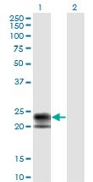 Monoclonal Anti-TNFRSF17 antibody produced in