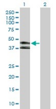 Anti-KIR3DL1 antibody produced in rabbit
