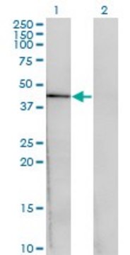 Monoclonal Anti-CENPJ antibody produced in