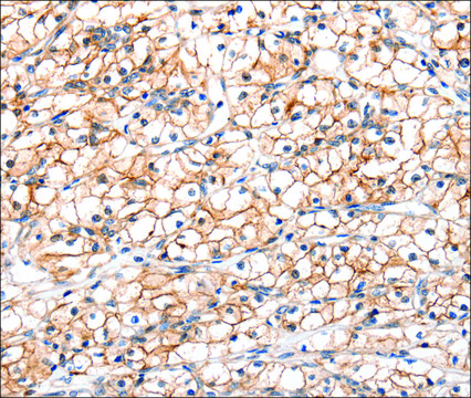 Anti-GLP1R antibody produced in rabbit