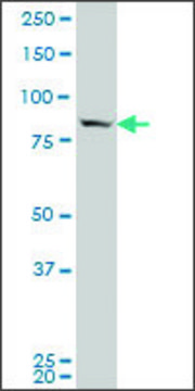 ANTI-SP1 antibody produced in mouse