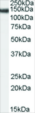 Anti-STAG2 antibody produced in goat