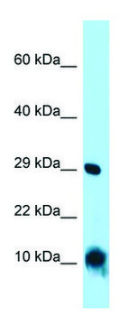 Anti-CISD1 (C-terminal) antibody produced in
